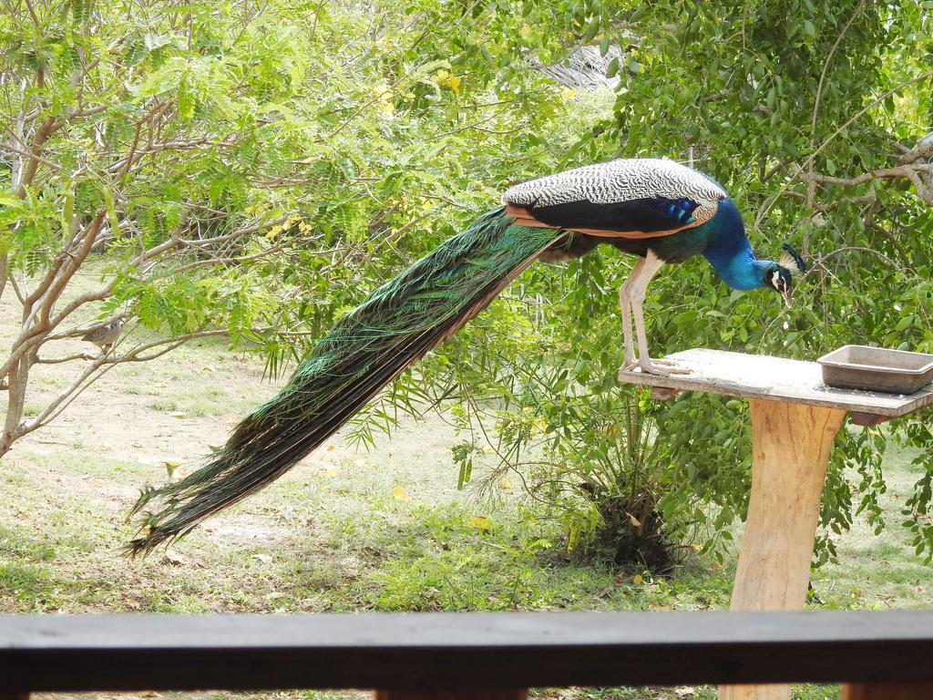 Eagles Nest Cabanas Тангалла Экстерьер фото