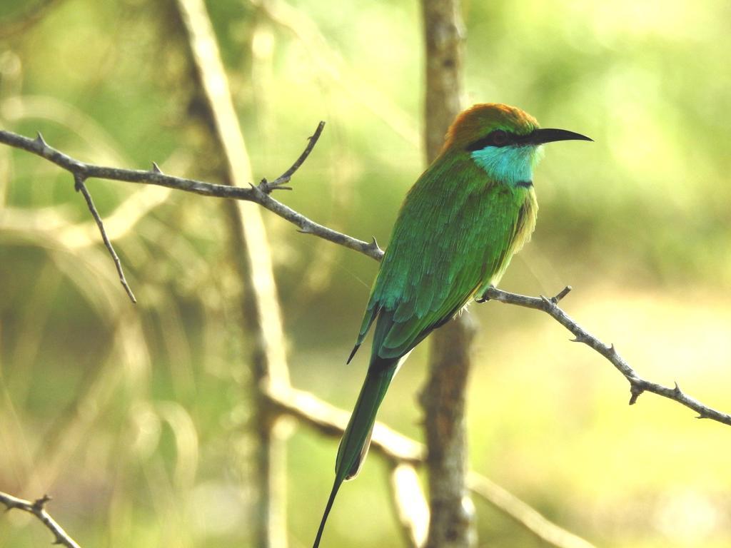 Eagles Nest Cabanas Тангалла Экстерьер фото